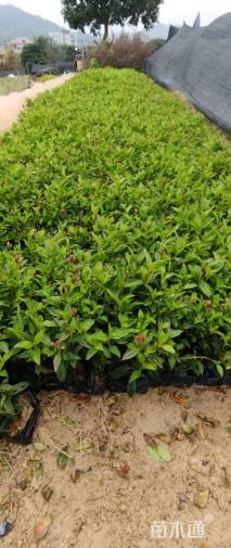 高度30厘米巴西野牡丹