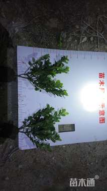 高度25厘米夏鹃