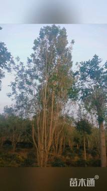 高度700厘米丛生白蜡