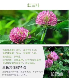 波斯菊种子