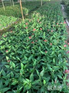 高度25厘米五星花