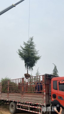 高度400厘米雪松