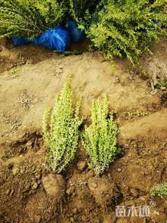 高度30厘米朝鲜黄杨