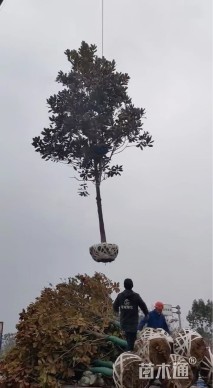 15公分广玉兰