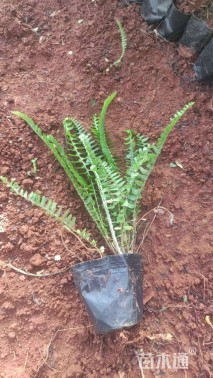 高度25厘米肾蕨