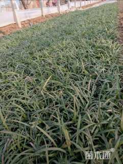 高度21厘米阔叶麦冬