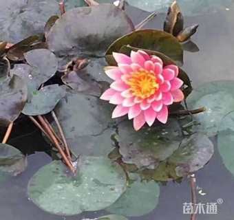 高度20厘米睡莲