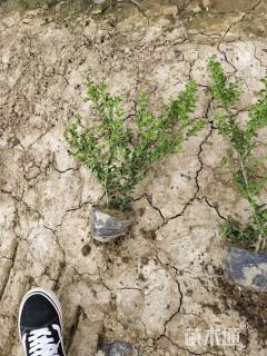 高度35厘米龟甲冬青小苗