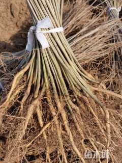 高度30厘米紫穗槐