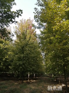 15公分美国红枫