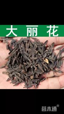 大丽花种子