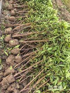 高度240厘米法国冬青