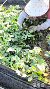 高度30厘米阔叶十大功劳