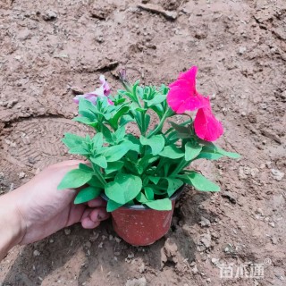 高度25厘米矮牵牛