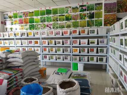 花名：单色/混色翠菊
	
【花种介绍】花期：5月-10月
【养护投巧】
醒花：醒花4-6小时
修剪：翠菊种子