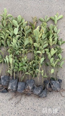 高度40厘米金边黄杨