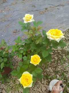 高度40厘米欧洲月季