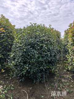 冠幅180厘米红叶石楠球