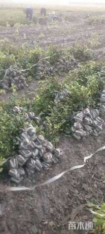 高度40厘米茶梅