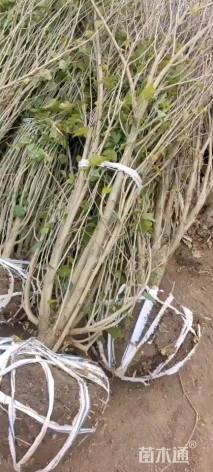 高度100厘米丛生木槿