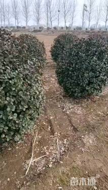 冠幅150厘米卫矛球