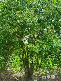 高度250厘米丛生花石榴