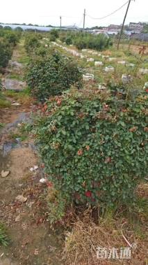 冠幅150厘米月季花球