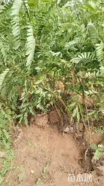 高度50厘米紫穗槐