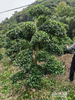 高度300厘米茶梅