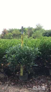 高度60厘米非洲茉莉