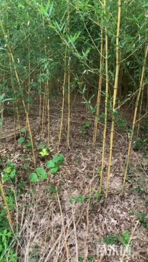 地栽苗金镶玉竹