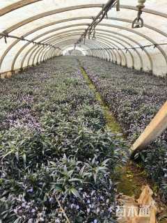 高度20厘米兰花