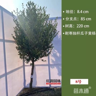 高度220厘米瓜子黄杨