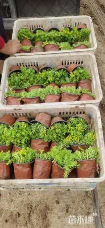 高度15厘米佛甲草