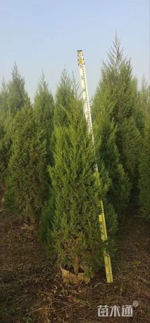 高度180厘米塔柏