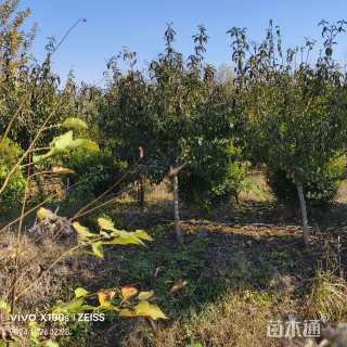 高度250厘米中华木绣球