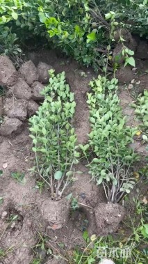 高度100厘米北海道黄杨