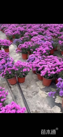 高度15厘米荷兰菊