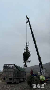 高度300厘米青海云杉