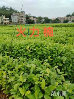 高度50厘米火力楠小苗