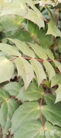 高度100厘米阔叶十大功劳