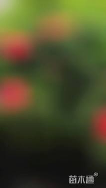 高度20厘米西洋杜鹃