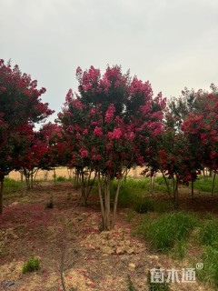 高度300厘米丛生紫薇