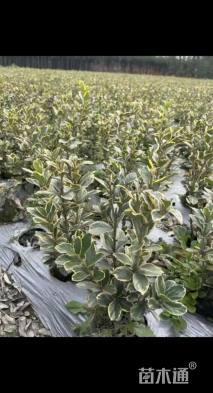 高度35厘米金边黄杨