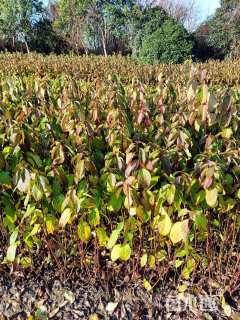 高度60厘米红瑞木