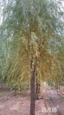 18公分金丝垂柳