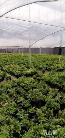 高度30厘米彩虹蕨