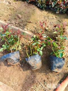 高度30厘米大花月季