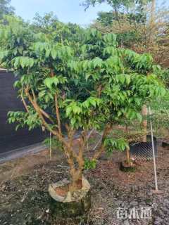 高度160厘米黄皮