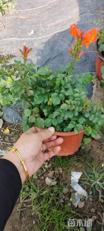 25厘米美国凌霄